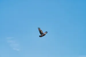 A majestic golden eagle soaring in a clear blue sky in Poprad, Slovakia. jigsaw puzzle