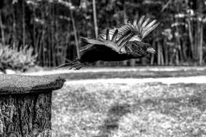 Stunning black and white image of an eagle soaring over a forest edge, displaying impressive wingspan. jigsaw puzzle