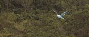 A seagull gracefully flies over a dense, green forest, showcasing wildlife in motion. jigsaw puzzle
