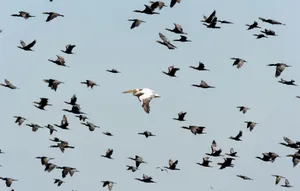 A flock of cormorants with a lone pelican soaring in the sky over Romania, showcasing migration. jigsaw puzzle