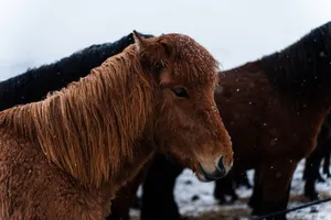 A close-up of horses dusted with snow, set in a wintry outdoor scene. jigsaw puzzle