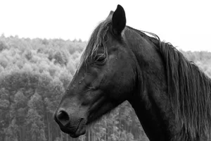 A black horse's profile in a forest setting, captured in black and white. jigsaw puzzle
