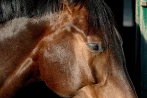 Detailed close-up of a horse's head, highlighting its mane and features. jigsaw puzzle