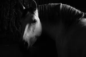 Moody black and white portrait of a horse in low light, emphasizing its gentle expression. jigsaw puzzle