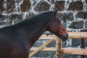 Close-up of a horse in Oslo, showcasing its profile against a stone wall. jigsaw puzzle