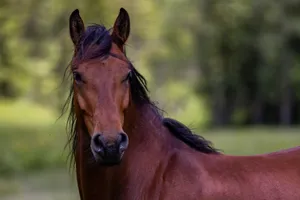 Close-up of a brown horse with mane, standing outdoors on a sunny day. jigsaw puzzle