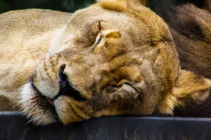 A serene close-up of a sleeping lioness showcasing details of fur and whiskers. jigsaw puzzle
