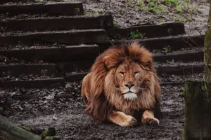 A majestic lion with a full mane rests on muddy ground amidst outdoor wooden steps. jigsaw puzzle