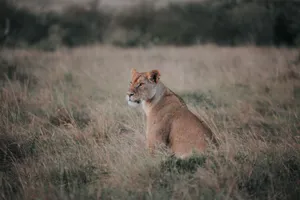 A lioness sits gracefully in the vast savannah of Narok, Kenya, during the day. jigsaw puzzle