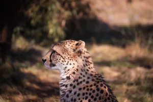 A detailed side profile of a cheetah in its natural habitat under sunlight. jigsaw puzzle