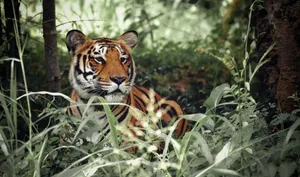 Close-up of a Bengal tiger camouflaged in a lush Indian jungle. jigsaw puzzle