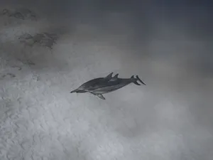 Couple of wild dolphins diving together undersea through crystal light water near sandy depth jigsaw puzzle