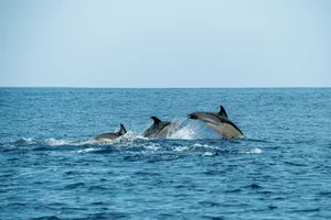 A serene view of dolphins swimming in the deep blue ocean on a clear day. jigsaw puzzle