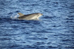 A bottlenose dolphin gracefully swimming on a clear ocean surface. jigsaw puzzle