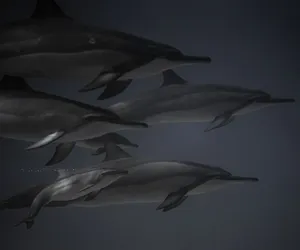 A captivating underwater scene of dolphins gracefully swimming in the ocean. jigsaw puzzle