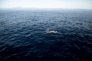 Dolphins gracefully swimming in the open ocean with a stunning seascape background. jigsaw puzzle