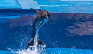 Energetic dolphin leaping and splashing in a blue aquarium pool, showcasing its agility. jigsaw puzzle