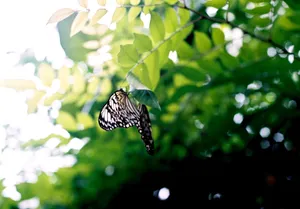A beautiful butterfly gracefully perched on vibrant green leaves in a natural setting. jigsaw puzzle