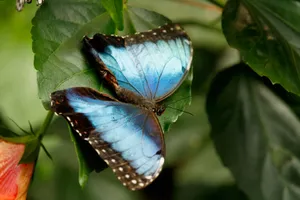 Vibrant Blue Morpho butterfly perched gracefully on lush green foliage, close-up. jigsaw puzzle