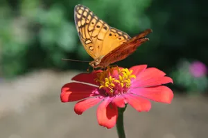 Close-up of a beautiful orange butterfly perched on a vivid red zinnia flower in a garden. jigsaw puzzle