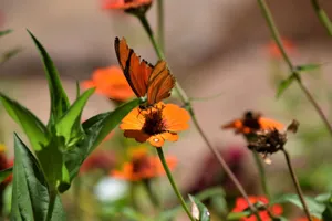 Close-up of a butterfly perched on a vibrant orange flower in a Brazilian garden, capturing the essence of nature. jigsaw puzzle