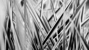Black and white close-up of spider plant leaves creating an abstract pattern. jigsaw puzzle