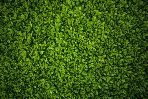 High-resolution image of lush green leaves in a garden, offering a vibrant natural pattern. jigsaw puzzle