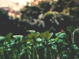 A captivating close-up of vibrant green seedlings in a garden setting, highlighting nature's growth. jigsaw puzzle