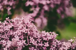 A detailed view of lush, blooming lilac flowers in summer, showcasing vibrant colors and natural beauty. jigsaw puzzle
