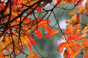 autumn jigsaw puzzle