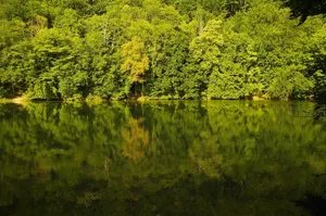 forest jigsaw puzzle