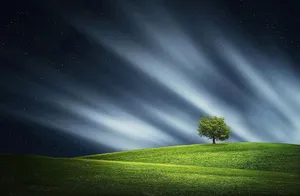 tree jigsaw puzzle