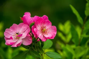 flowers jigsaw puzzle