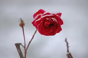 rose jigsaw puzzle