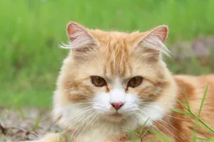 cat jigsaw puzzle