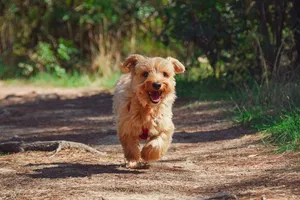puppy jigsaw puzzle