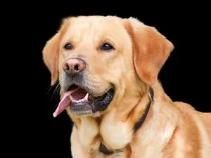 dog jigsaw puzzle