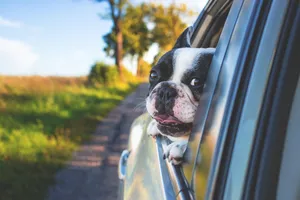 dog jigsaw puzzle