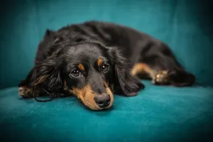 dog jigsaw puzzle