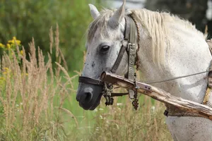 horse jigsaw puzzle