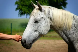 horse jigsaw puzzle