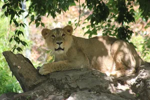 lion jigsaw puzzle