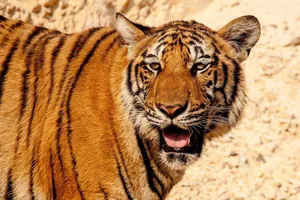tiger jigsaw puzzle