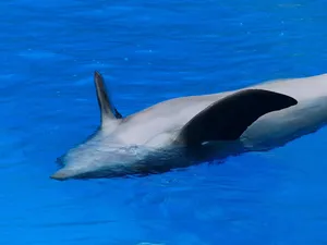 dolphin jigsaw puzzle