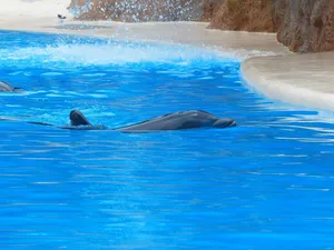bottlenose dolphin jigsaw puzzle