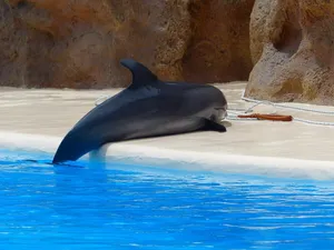 bottlenose dolphin jigsaw puzzle