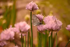 summer jigsaw puzzle