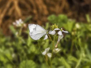white butterfly jigsaw puzzle