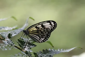 butterfly jigsaw puzzle