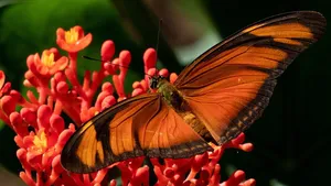 tropics butterfly jigsaw puzzle